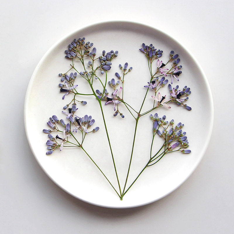120pcs Pressed Dried Melia aze - Dried Flower Bookmark ulasan dan harga