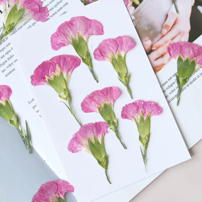 6pcs/4-7cm,Carnation dried flo - Dried Flower Bookmark ulasan dan harga