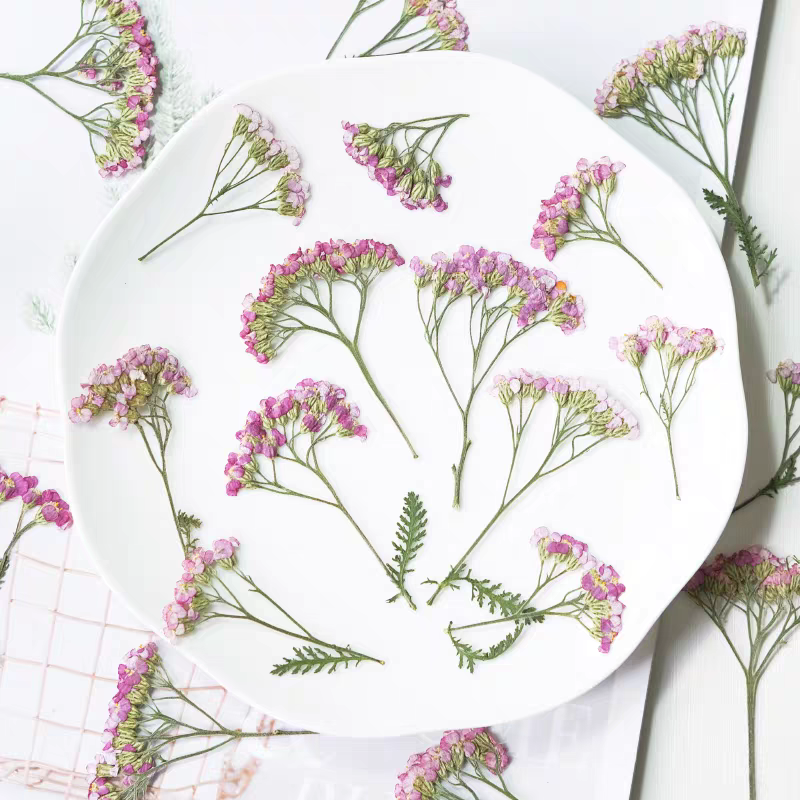 60pcs Pressed Dried Yarrow Ach - Dried Flower Bookmark ulasan dan harga