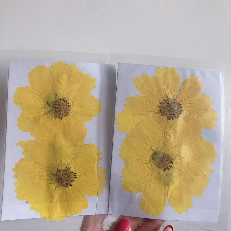 36Pcs Large Cosmos Flower Drie - Dried Flower Bookmark ulasan dan harga