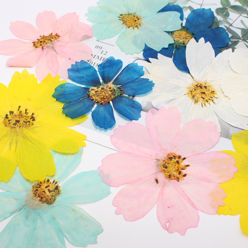 36Pcs Large Cosmos Flower Drie - Dried Flower Bookmark ulasan dan harga
